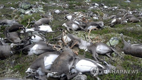 야생 순록떼. 사진은 올해 8월 노르웨이에서 벼락으로 인해 집단 감전사한 순록들의 모습.[AP=연합뉴스 자료사진]