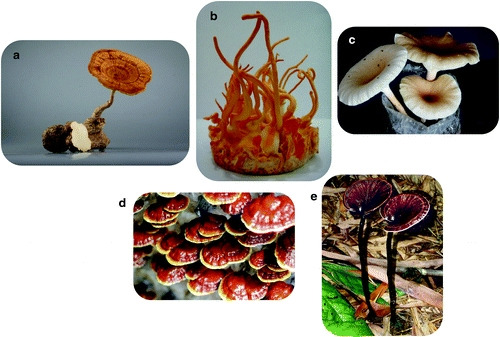 (a)호랑이젖버섯, (b)번데기동충하초, (c)느타리버섯의 일종, (d)영지버섯, (e)자흑색불로초. - (a, b)Ligno Biotech Sdn, (c-e)말라야대학 버섯연구센터