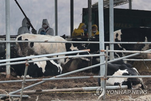 (연천=연합뉴스) 임병식 기자 = 8일 오후 경기도 연천군 군남면의 한 젖소 사육 농가에서 방역 당국 관계자들이 소들을 살펴보고 있다. 수도권에서 첫 구제역 의심신고이며 간이검사 결과 양성으로 나왔다. 2017.2.8 andphotodo@yna.co.kr (끝)