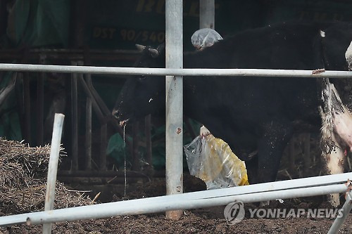 (연천=연합뉴스) 임병식 기자 = 8일 오후 경기도 연천군 군남면의 한 젖소 사육 농가에서 방역 당국 관계자가 살펴보던 소가 침을 흘리고 있다. 2017.2.8 andphotodo@yna.co.kr