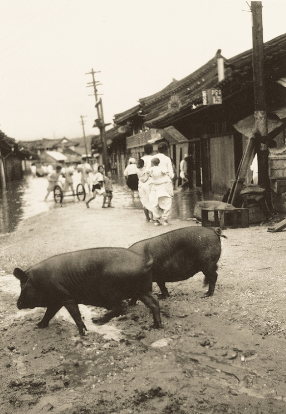 1930년대 평북 의주군 비현 거리. 물난리가 난 듯하다. 사진 안쪽 거리는 물바다가 됐고, 물에 잠기지 않은 앞쪽 길에는 돼지들이 돌아다닌다.