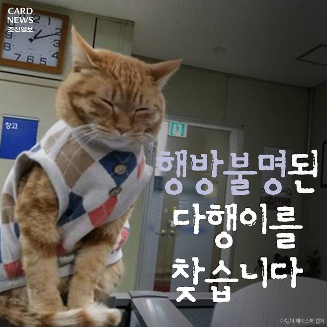  행방불명된 다행이를 찾습니다 | 인스티즈