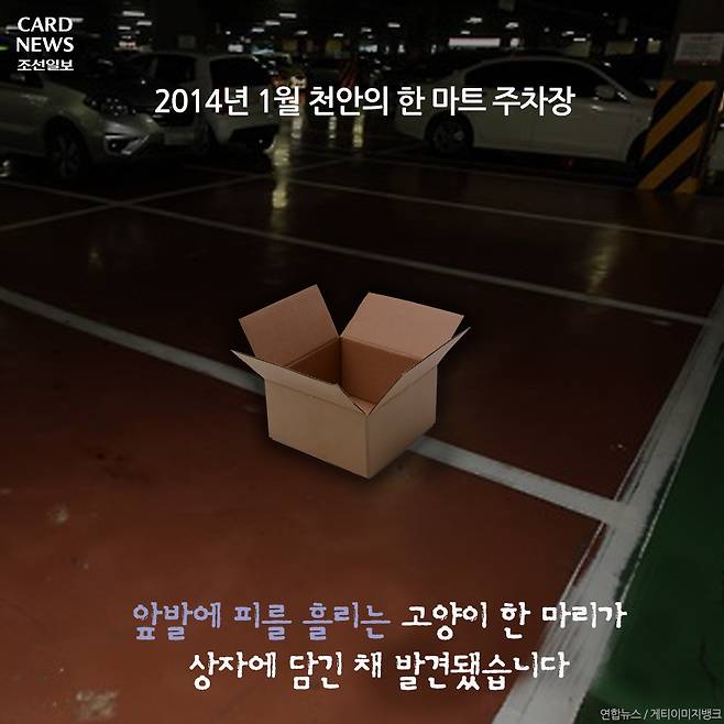  행방불명된 다행이를 찾습니다 | 인스티즈