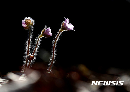 【서울=뉴시스】조수정 기자 = 14일 경기도 한 야산에서 봄꽃인 노루귀가 땅을 비집고 나와 얼굴을 내밀고 있다. 2017.03.17.   chocrystal@newsis.com