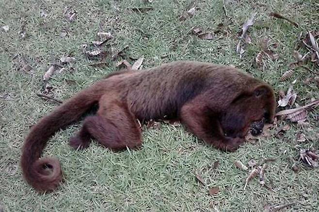 황열이 유행하고 있는 브라질 카라칭가 주변 연방동물보호구역에서 원숭이 수천마리가 떼죽음했다. 폐사한 갈색고함원숭이의 모습.  위스콘신-매디슨대 제공
