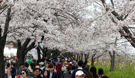 9일 휴일을 맞아 봄꽃축제가 한창인 여의도를 찾은 시민들이 벚꽃 아래를 거닐며 봄의 정취를 만끽하고 있다.김춘식기자