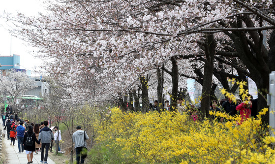 벚꽃에 붉은 기가 돌면 노란 개나리꽃 사이로 새순이 돋아날거다.시간은 색(colour)이기도 하다.