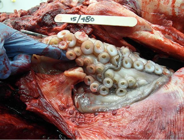 남방큰돌고래 ‘길리건'의 부검에서 식도와 인두부에 걸쳐 있는 문어의 다리가 발견됐다. 즉 문어는 돌고래에 잡힌 뒤 저항하면서 분수공(숨구멍)으로 연결되는 부분에 달라붙어 질식사를 일으켰다.  <해양포유류과학> 제공