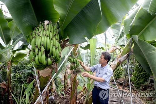 (제주=연합뉴스) 전지혜 기자 = 27일 제주시 오등동 농촌진흥청 온난화대응농업연구소 온실에서 성기철 연구관이 바나나의 꽃포(苞·꽃대의 밑 또는 꽃 꼭지의 밑에 있는 비늘 모양의 잎)를 보며 바나나와 파초의 차이점을 설명하고 있다. 바나나는 포가 적자색인 반면 바나나와 비슷한 파초의 포는 노란색을 띤다. 2017.6.27      atoz@yna.co.kr