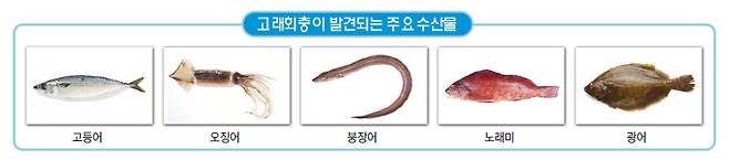 고래회충이 주로 나오는 수산물. [자료 식품의약품안전처]