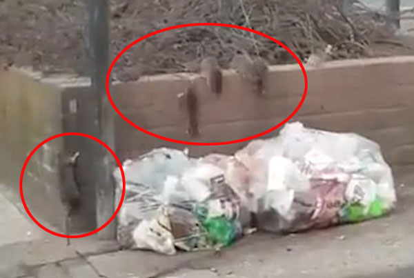 Harrow Online Facebook - 최근 영국 그레이터런던 해로의 한 쓰레기 더미에 몰려든 쥐떼