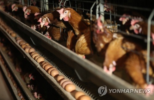 (양주=연합뉴스) 신준희 기자 =  '살충제 계란' 파동으로 국민들의 불안감이 커져가는 16일 경기도 양주시의 한 산란계 농장에 닭들이 알을 생산하고 있다.     hama@yna.co.kr