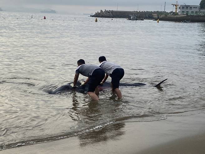 지난 21일 오전 5시 30분쯤 전남 여수시 오천동 모사금해수욕장 해변에 밀려온 새끼고래를 여수해경이 바다로 보내고 있다. /사진제공=여수해경