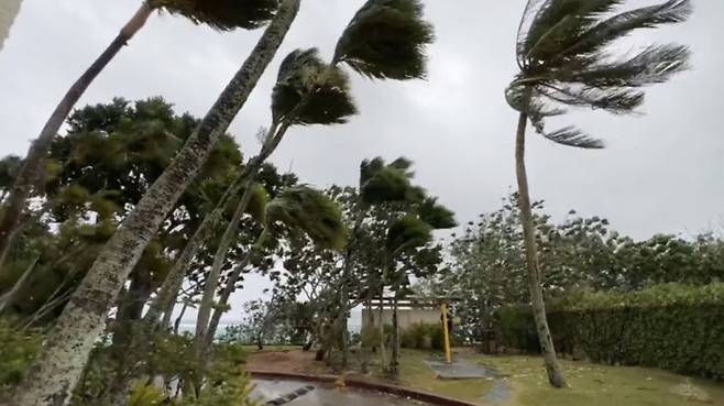 24일(현지시간) 남서태평양 미국령 괌에 상륙한 태풍 마와르로 나무가 휘고 있다. /AFPBBNews=뉴스1