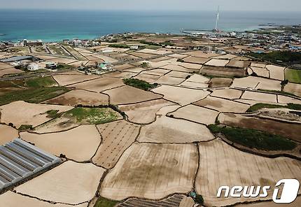 14일 제주시 구좌읍 당근밭이 가뭄에 말라있다. 2018.8.14./뉴스1 © News1 이석형 기자