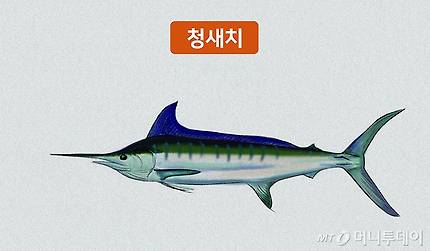 청새치/디자인=머니투데이 유연수