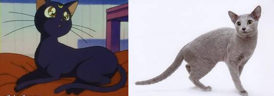 '포켓몬스터' 로켓단 소속 악당 고양이 나옹과 '란마1/2'에서 물이 닿으면 고양이로 변하는 샴푸의 모델 묘종은 샴이다.(사진출처 구글)© News1