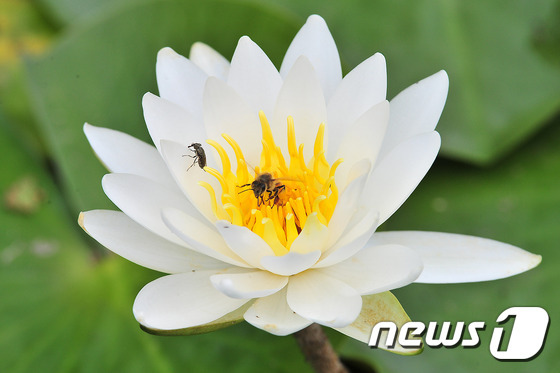 25일 포항 포스텍 캠퍼스의 작은 연못에서 수련이 꽃망울을 활짝 터뜨리자 꿀벌과 곤충이 모여들고 있다./2015.6.25/뉴스1 © News1 최창호 기자