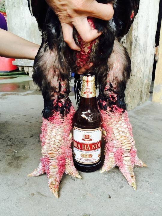 동타오의 특징인 거대한 발, 맥주캔과 비슷한 크기와 굵기를 자랑한다