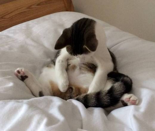 중성화 수술로 중요부위를 잃은 고양이 마일로.