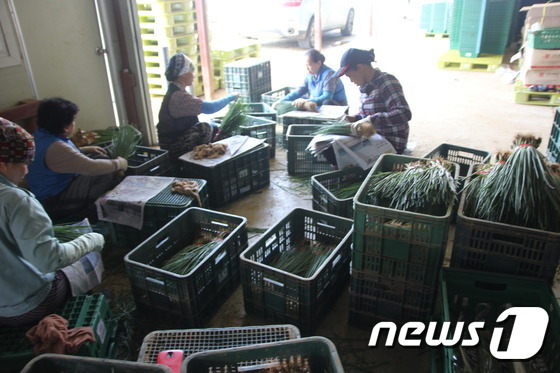 참살이유통에서 나는 쪽파는 도매시장 및 주요 대형마트, 김치공장에 납품된다. 특히 대형마트 납품을 계기로 위상이 크게 올랐다. © News1