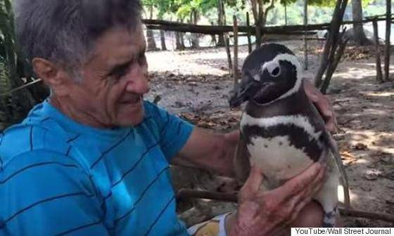 미국 동물 전문 매체 도도(The dodo)는 27일(현지시간) ‘징징(Jingjing)’이라는 이름을 가진 펭귄이 4년 동안 브라질에 거주하는 한 남성의 집을 찾아가는 특별한 사연을 소개했다.(사진 미국 동물 전문 매체 도도 관련 기사 캡처)© News1