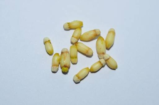 참나무겨우살이의 씨