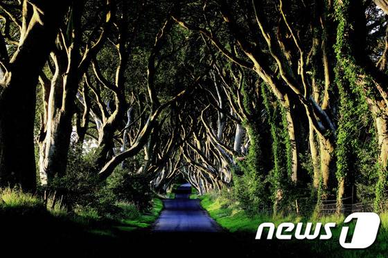 북아일랜드의 다크헤지스(The Dark Hedges)에서 방문객은 나무로 만들어진 터널 틈 사이로 들어온 빛들이 춤을 추는 환상적인 광경을 목격할 수 있다. 사진 제공/ 트라팔가 © News1 travel
