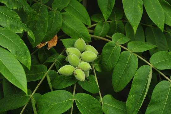 가래나무의 열매