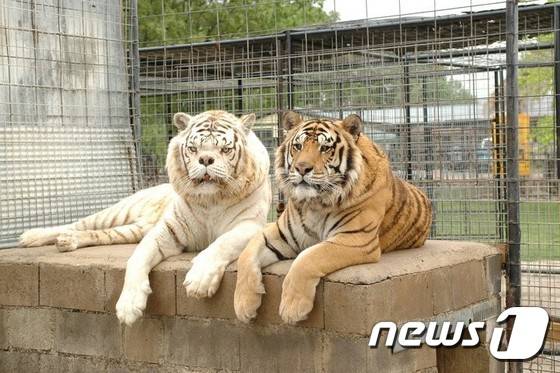 케니(왼쪽)와 케니의 형제인 '윌리(Willie)'' (오른쪽). 윌리 역시 심각한 사시를 앓고 있다.  (터펜타인 크릭 야생동물보호지구)