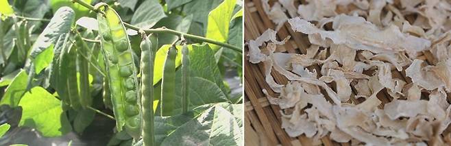 히카마 줄기에 달린 콩꼬투리는 살충 성분이 있어 먹어서는 안 된다. 히카마 속껍질 말린 것(오른쪽).