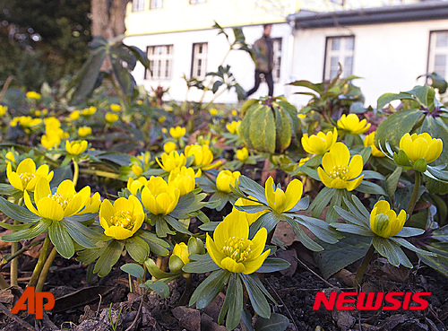 【에르푸르트=AP/뉴시스】독일 기온이 연일 10도를 넘으면서 23일(현지시간) 에르푸르트에 노란 색 봄 꽃이 성급하게 활짝 피어있다. 2015.12.24