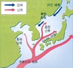 중학교 교과서에 실린 기존 해류모식도. 해류가 나뉘는 분기점과 이동 방향, 북상 위치가 교과서마다 다르게 표시됐다.