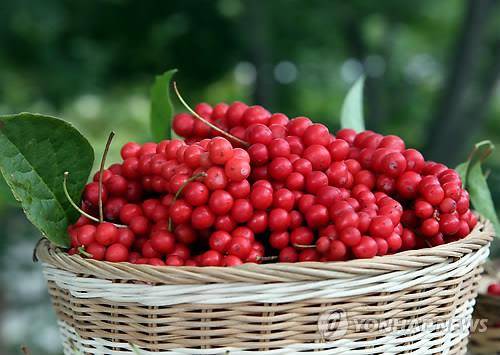 오미자차 만들기/사진=연합뉴스