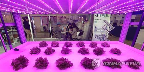 '식물 공장 시스템'(연합뉴스 자료사진)
