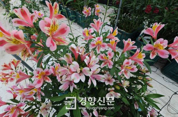 2005년 전남도에  보급된 후 재배면적이  늘면서 전국생산량  60%이상을 내게된 알스트로메리아 모습.  전남농업기술원 제공