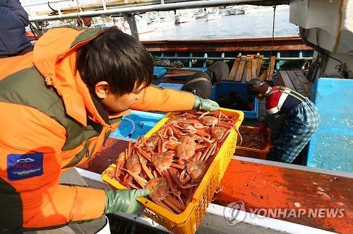 대게 가격 폭등     (포항=연합뉴스) 김준범 기자 = 27일 오전 조업을 마친 선원들이 경북 포항시 구룡포읍 구룡포항 수협에서 대게를 판매하기 위해 운반 작업을 하고 있다. 최근 동해상의 가상악화로 조업이 어려워 대게 가격이 치솟았다. 2016.1.27     psykims@yna.co.kr