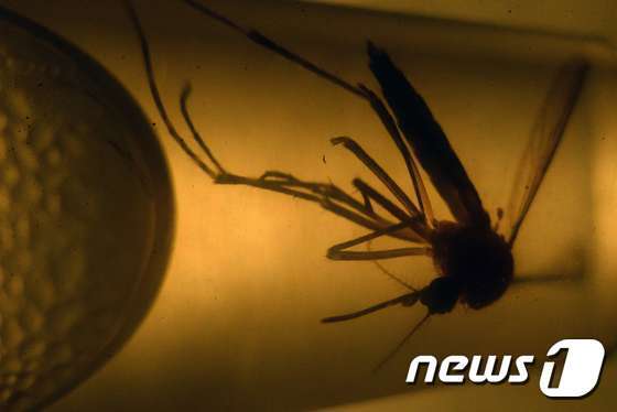 3일(현지시간) 엘살바도르대학의 한 연구실에서 지카 바이러스를 전파하는 이집트 숲모기의 사진이 찍혔다. © AFP=뉴스1