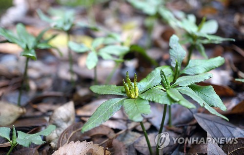 (제주=연합뉴스) 제주도 세계유산·한라산연구원은 제주시 구좌읍 김녕리 일대에서 전세계에서 제주에만 서식하는 멸종위기 희귀식물 제주고사리삼 최대 군락지를 발견했다고 밝혔다. 사진은 해당 군락지에서 제주고사리삼이 자라는 모습. 2016.2.18  << 제주도 세계유산·한라산연구원 제공 >>     atoz@yna.co.kr