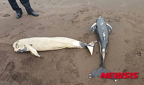 【제주=뉴시스】 고동명 기자 = 19일 오전 10시18분께 제주시 삼양동 삼양해수욕장 모 커피숍 앞 해안가에서 산책하던 주민이 국제보호종인 돌고래 상괭이 사체 2구를 발견해 해경에 신고했다.2016.02.19.(사진= 제주해양경비안전서 제공)   photo@newsis.com