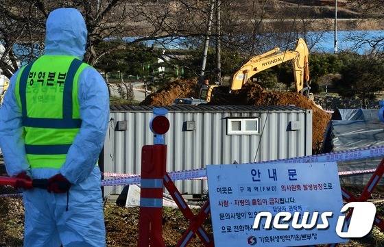 지난 2월17일 충남 공주시에서 구제역 의심신고가 접수되자 구제역 양성판정을 대비해 살처분을 위한 땅파기 작업이 이뤄지고 있다. © News1 장수영 기자