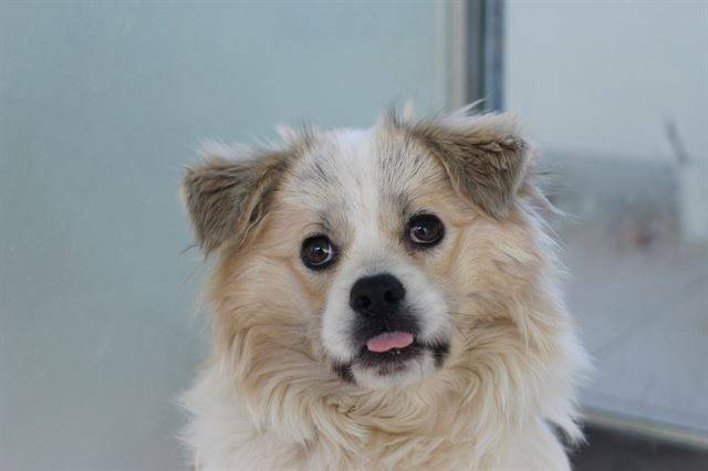 동물자유연대에서 가족을 기다리고 있는 사피. 동물자유연대 제공