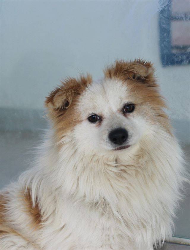 삼시세끼에 나왔던 밍키의 형제개인 커피. 동물자유연대 제공