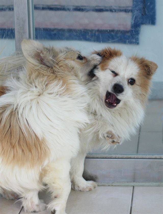 동물자유연대 보호소로 온 사피(왼쪽)과 커피는 서로 장난치며 즐겁게 지내고 있다. 동물자유연대 제공