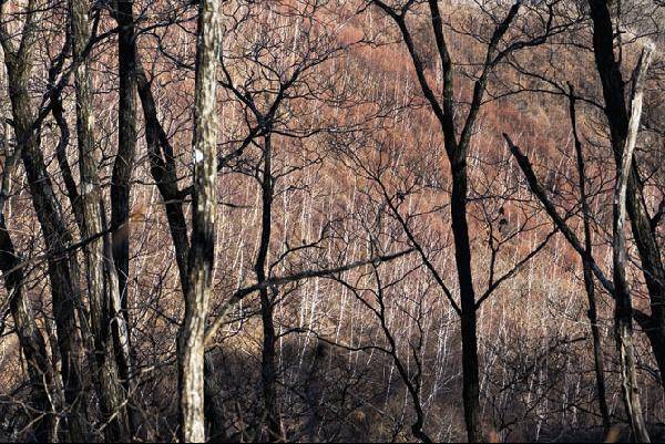 [월간산]능경봉 동쪽 기슭의 자작나무 숲.