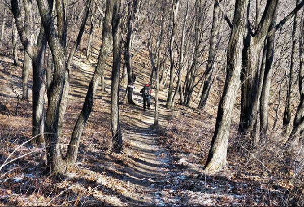 [월간산]바람도 비껴가는 한겨울 빈 숲.