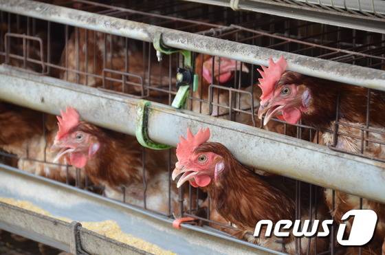 © News1 신효재 기자