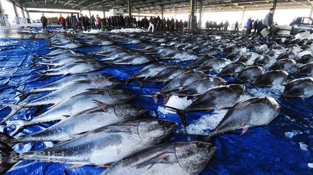 참다랑어 경매가 펼쳐지고 있는 부산공동어시장. 한국일보 자료사진
