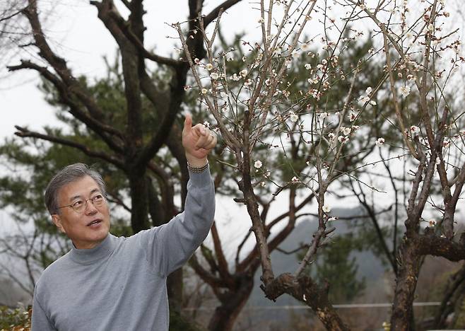 문재인 더불어민주당 전 대표가 6일 오후 경남 양산시 자택에서 인터뷰를 마친 뒤 산책하며 마당에 핀 매화를 보여주고 있다. 양산/이정아 기자 leej@hani.co.kr