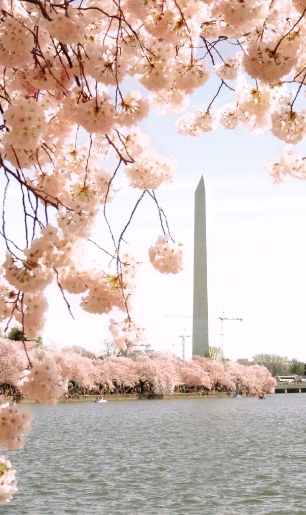 미국 워싱턴DC의 워싱턴기념비와 벚꽃